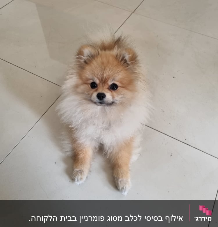 כלב קטן יושב על רצפה לבנה